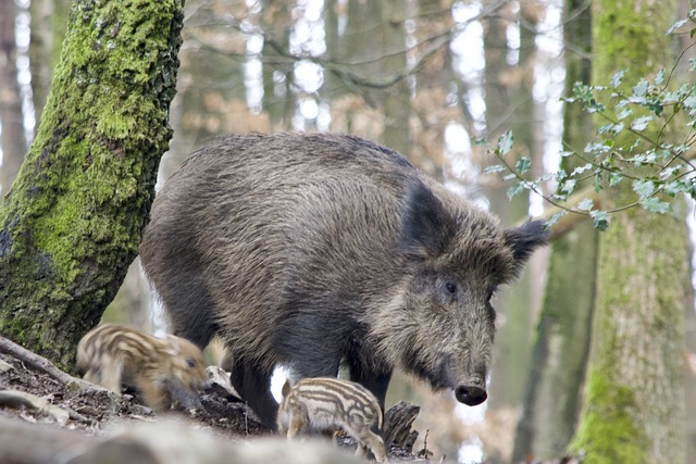 Wild Boar Behavior and Habitat